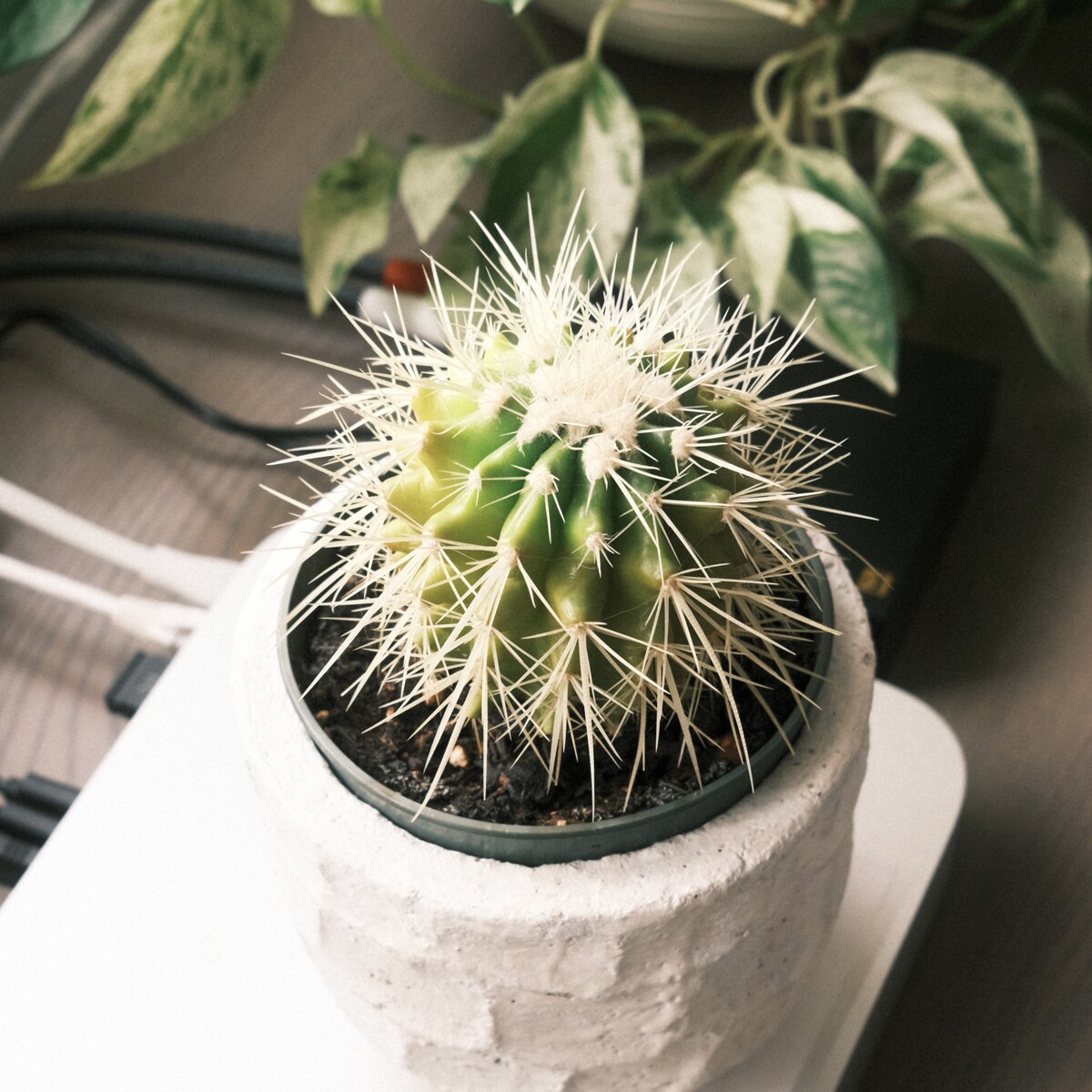 A ball cactus on a desk.
