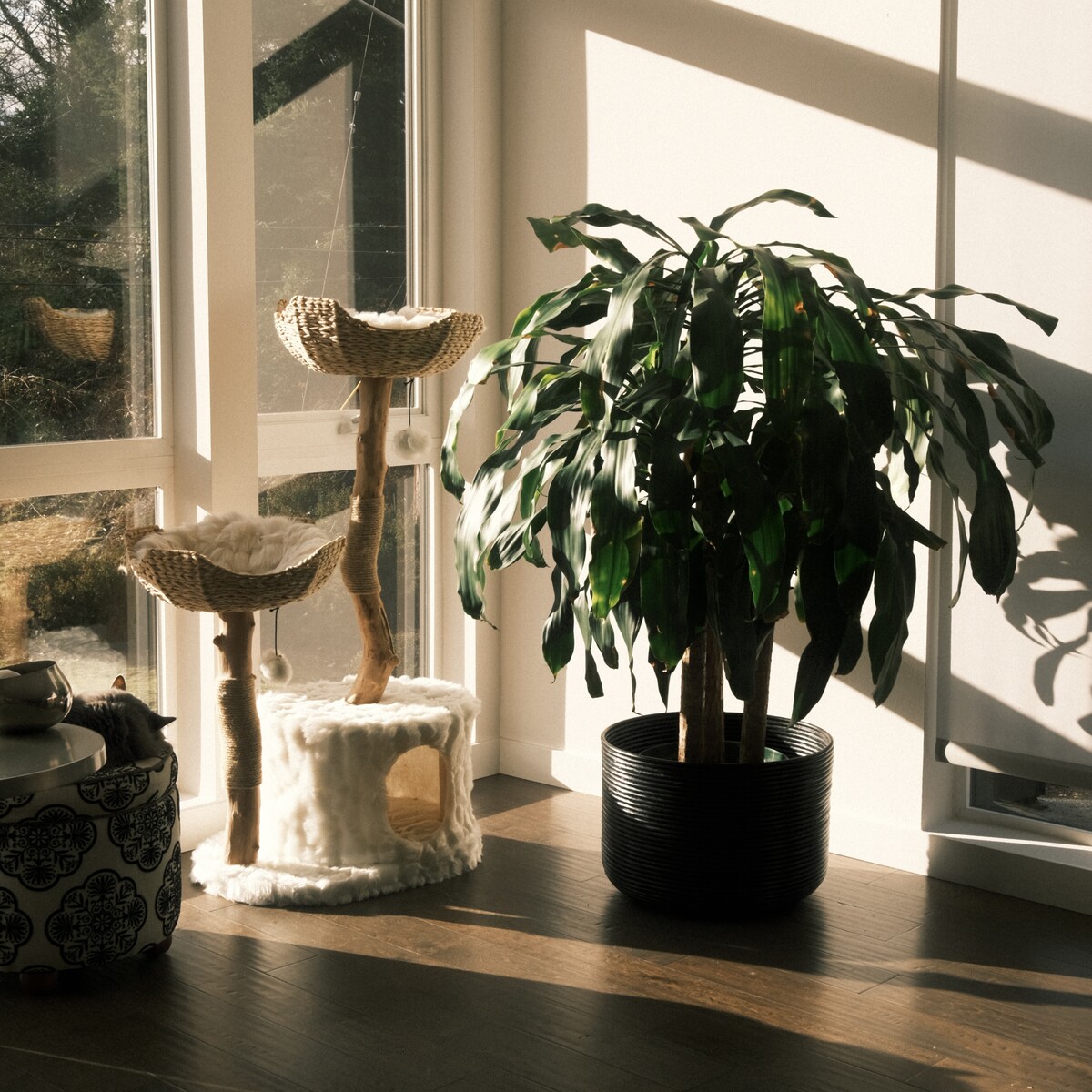 A rescued houseplant in the afternoon light.