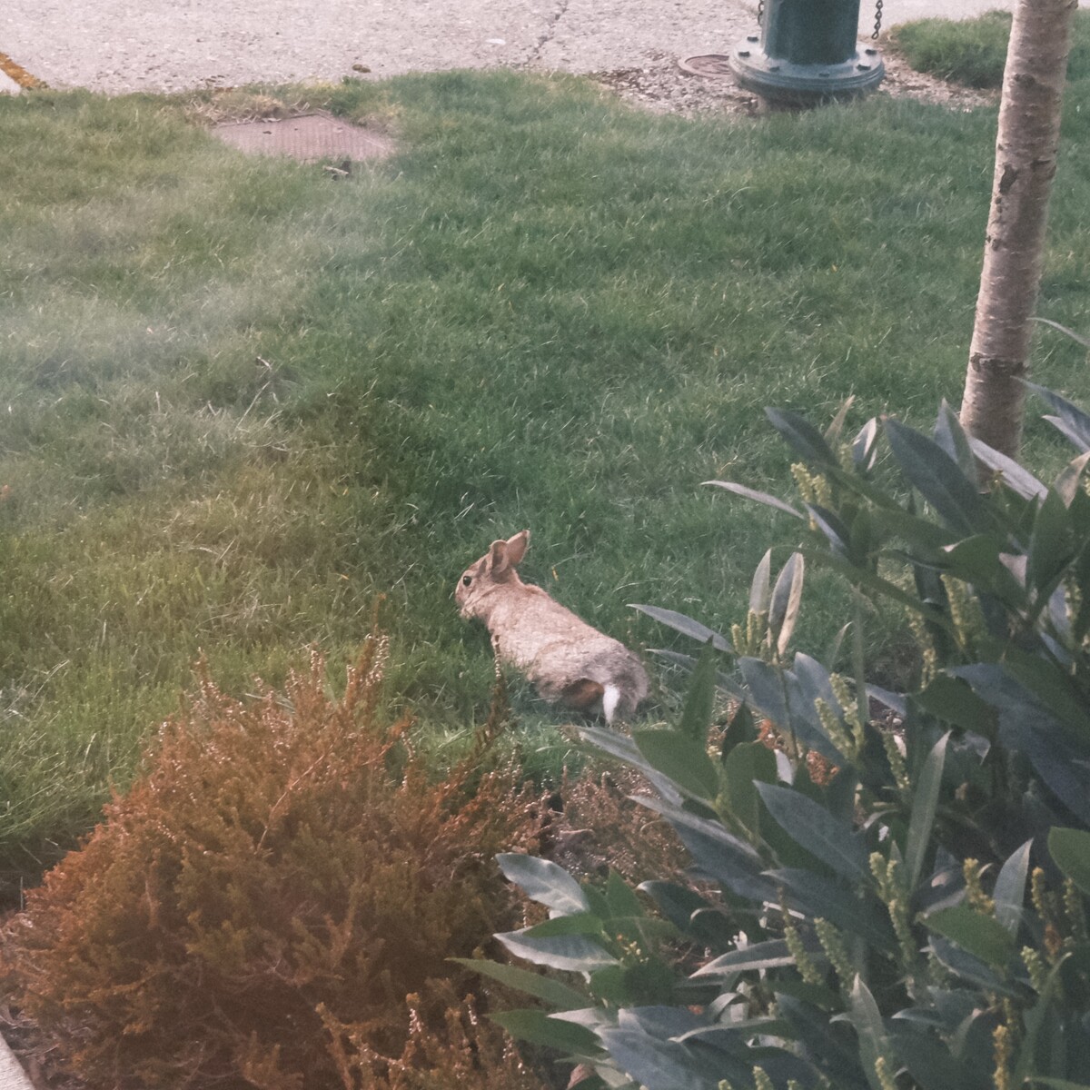 A bunny lounging in the garden.